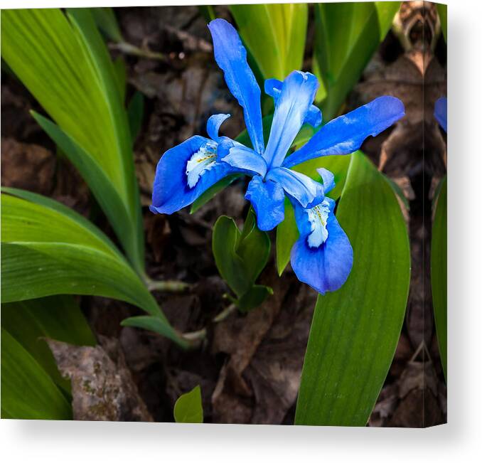 Great Smoky Mountains National Park Canvas Print featuring the photograph Dwarf Iris by Jay Stockhaus