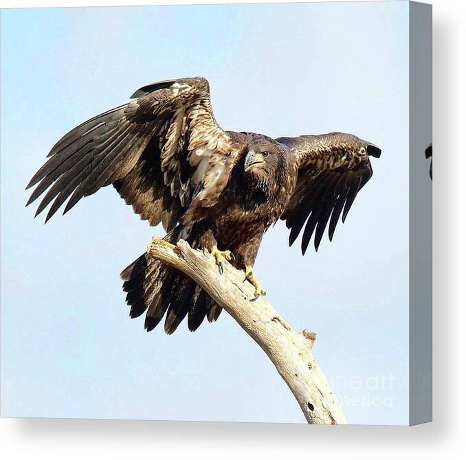 Bald Eagle Canvas Print featuring the photograph E9 fierce look by Liz Grindstaff