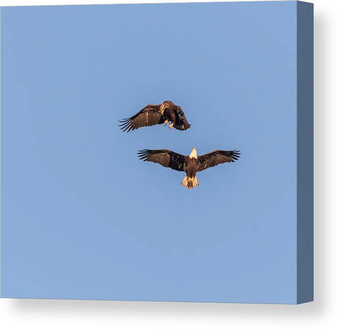 American Bald Eagle Canvas Print featuring the photograph Eagles Dancing In Air by Thomas Young