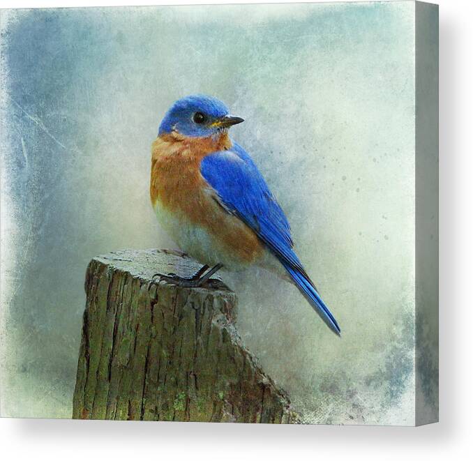 Bluebird Canvas Print featuring the photograph Eastern Bluebird II by Sandy Keeton