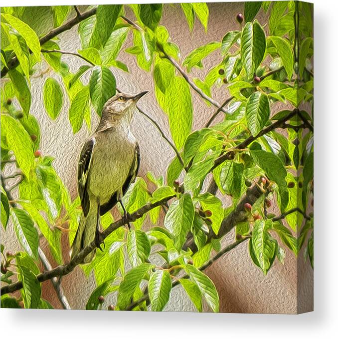 Northern Mockingbird Canvas Print featuring the photograph Fearless Songbird by Cynthia Wolfe