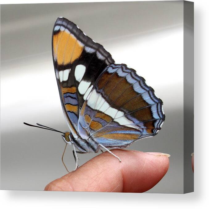 Butterfly Canvas Print featuring the photograph Finger Blessing by Marie Neder