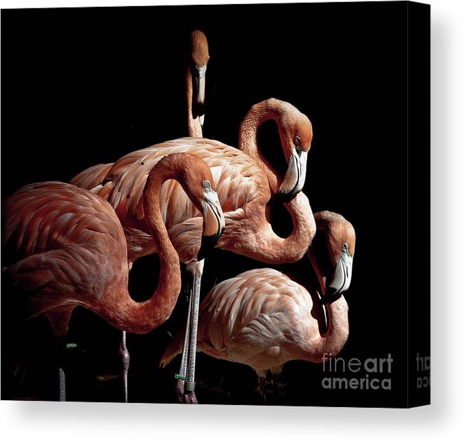 Animal Canvas Print featuring the photograph Flamingo Edge of Darkness by Robert Frederick