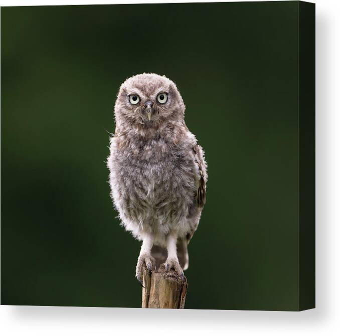 Little Owl Canvas Print featuring the photograph Fluffy McFluff-Face by Pete Walkden