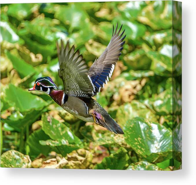 Wood Duck Canvas Print featuring the photograph Flying Wood Duck by Jerry Cahill