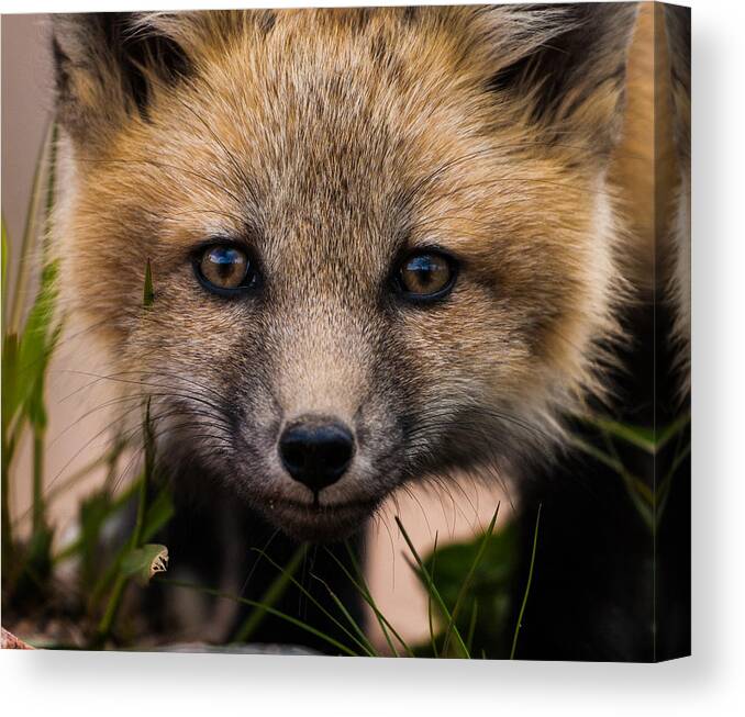 Fox Kit Canvas Print featuring the photograph Fox Kit #5 Up Close and Curious by Mindy Musick King