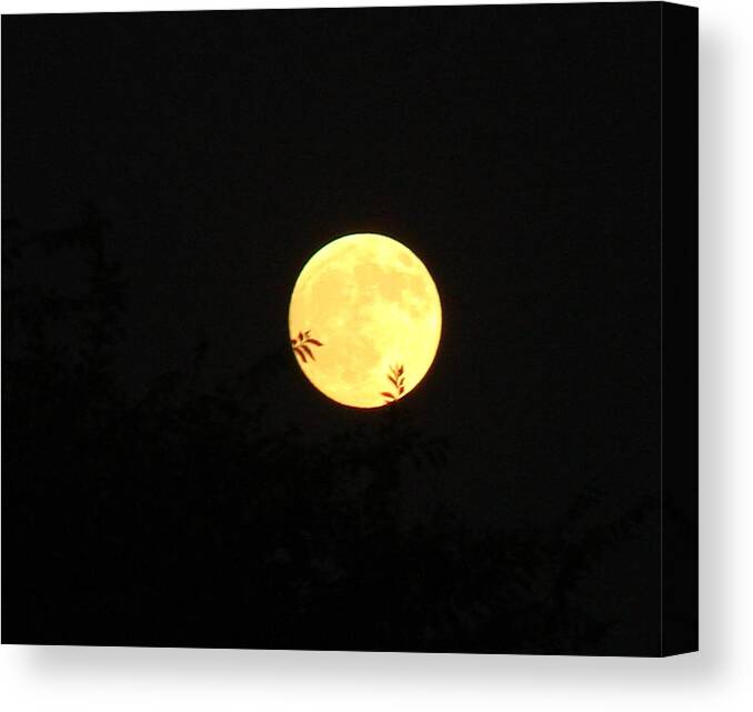 Full Moon Canvas Print featuring the photograph Full Moon August 2008 by Liz Vernand