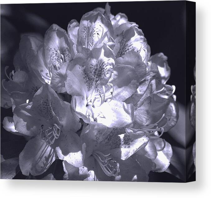 Rhododendrum Canvas Print featuring the photograph Garden White In Shade by Lori Seaman