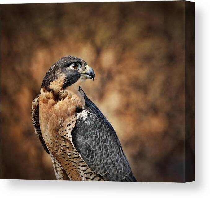 Peregrine Falcon Canvas Print featuring the photograph Georgette by Pat Abbott