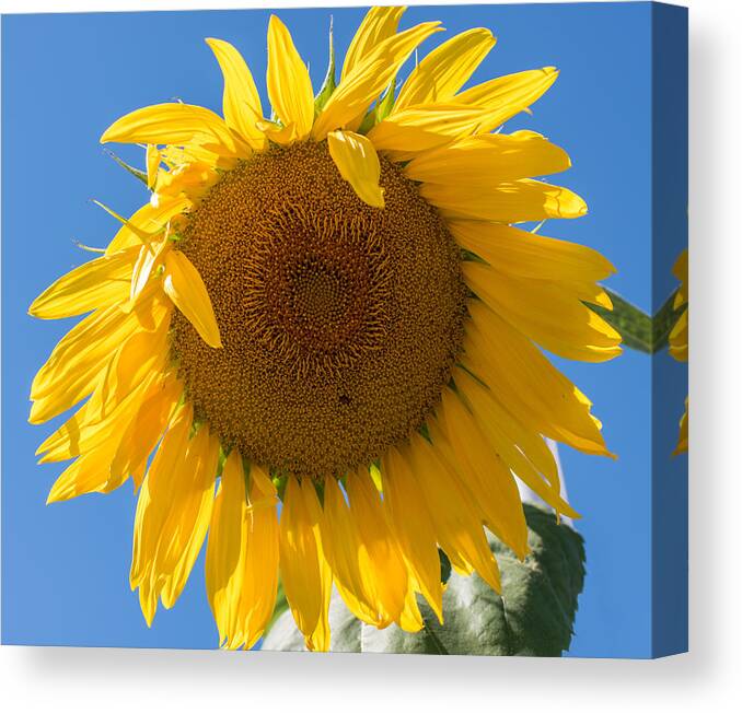 Terry D Photography Canvas Print featuring the photograph Giant Sunflower Blue Sky by Terry DeLuco