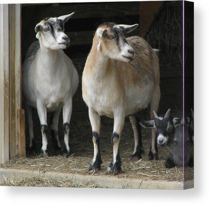 Goats Canvas Print featuring the photograph Goat Trio by Jeanette Oberholtzer