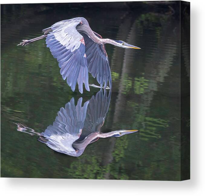 Great Blue Heron Canvas Print featuring the photograph Great Blue Heron 01 by Jim Dollar
