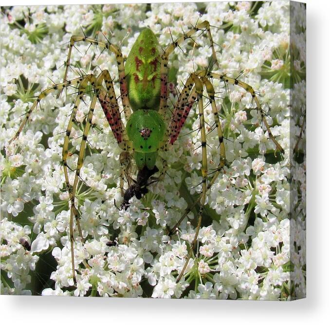 Green Lynx Spider Canvas Print featuring the photograph Green Lynx by Joshua Bales