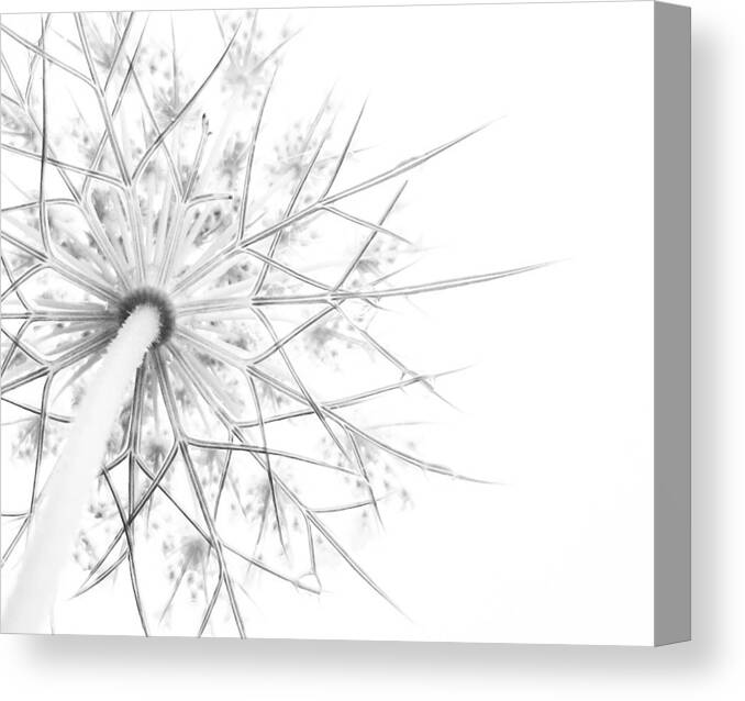 Queen Anne's Lace Canvas Print featuring the photograph Summer Snow by Holly Ross