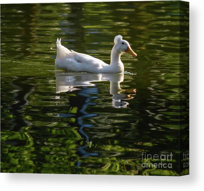 Duck Canvas Print featuring the photograph Hairdo by Barry Bohn