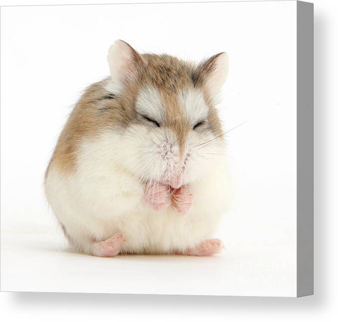 Roborovski Hamster Canvas Print featuring the photograph Happy Hammy by Warren Photographic