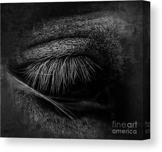 Horse Canvas Print featuring the photograph HE bw by Toma Caul