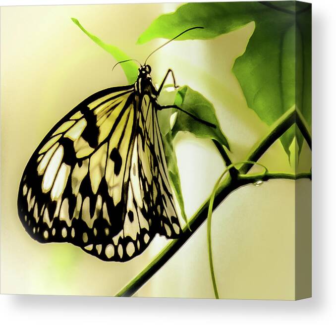 Paper Kite Butterfly Canvas Print featuring the photograph Heaven's Door Hath Opened by Karen Wiles