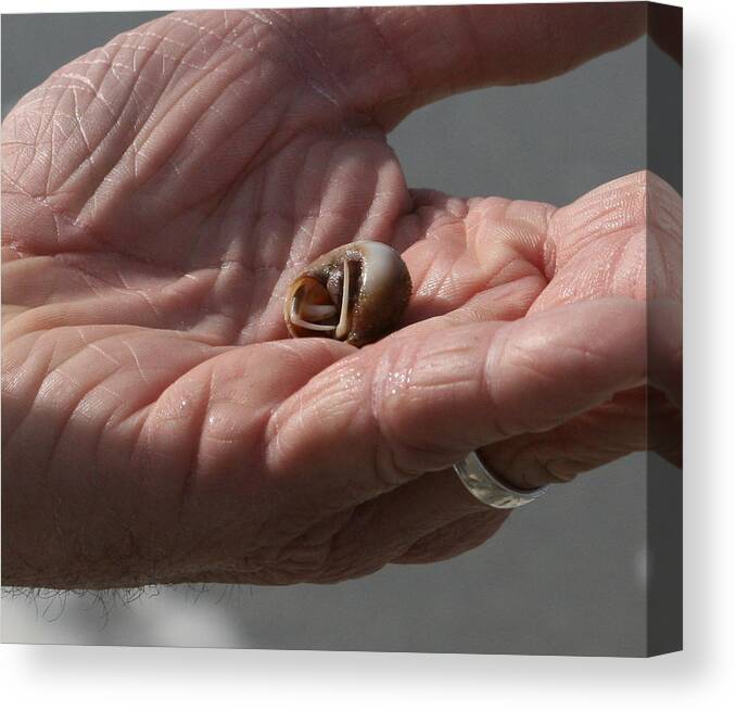 Hermit Canvas Print featuring the photograph Hermit Crab by Cathy Harper