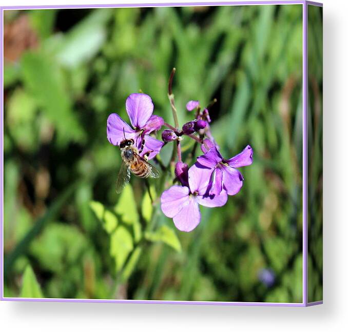 Nature Canvas Print featuring the photograph Honey Bee by Mindy Newman