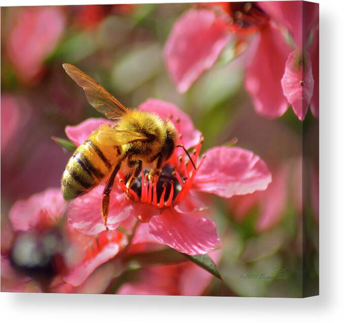 Bee Canvas Print featuring the photograph Honeybee on Tea Tree Blossom by Brian Tada