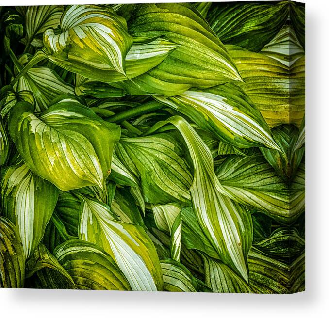 Fauna Canvas Print featuring the photograph Hosta Chaos by Ches Black