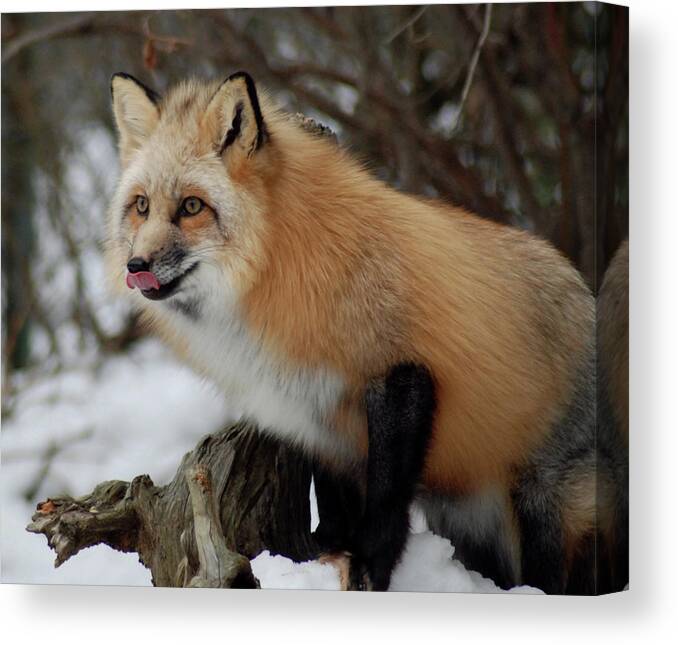 Fox Canvas Print featuring the photograph Hungry Fox by Richard Bryce and Family