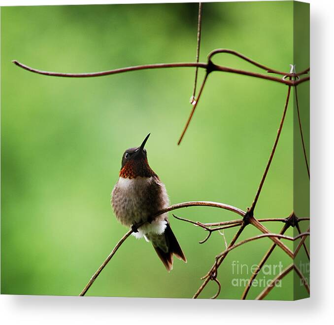 West Virginia Birds Canvas Print featuring the photograph I Need A Drink by Randy Bodkins