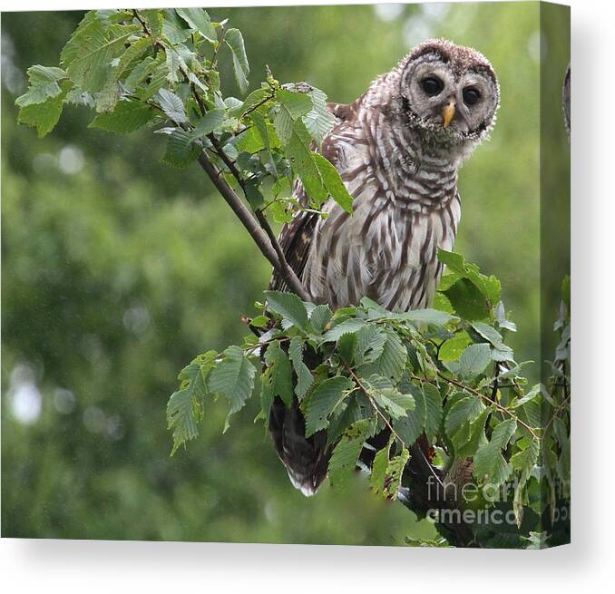 Owls Canvas Print featuring the photograph I See You by Robin Erisman