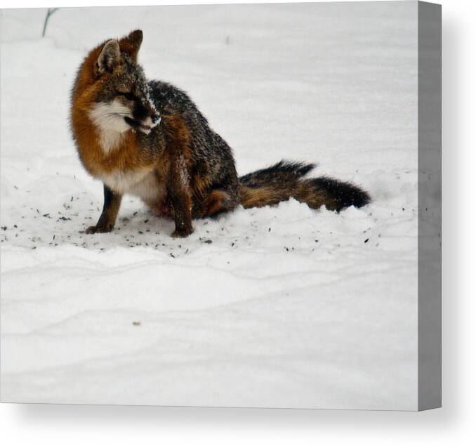 Fox Canvas Print featuring the photograph Intent Red Fox by Douglas Barnett