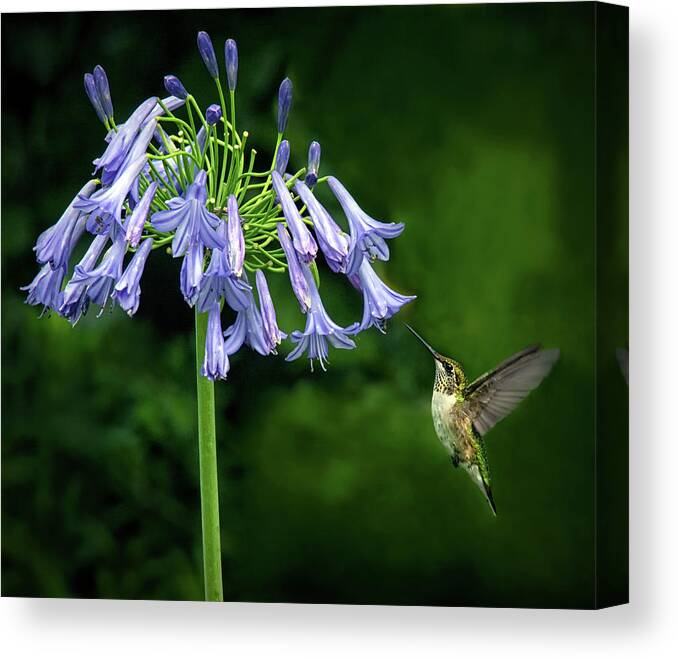 Hummingbird Canvas Print featuring the photograph Into The Blues by Art Cole