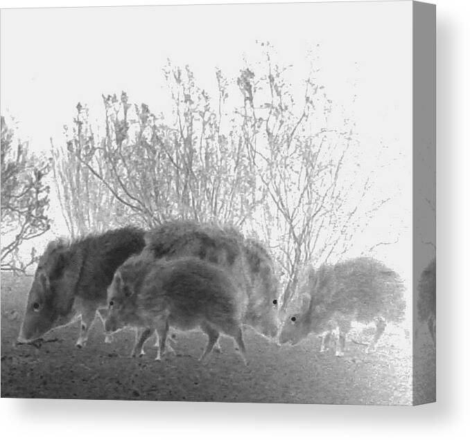 Animals Canvas Print featuring the photograph Javelinas in the Desert by Judy Kennedy