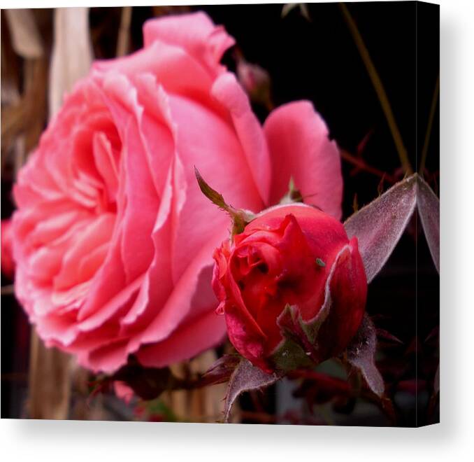 Pink Rose Canvas Print featuring the photograph Last Rose of Autumn by Jeanette Oberholtzer