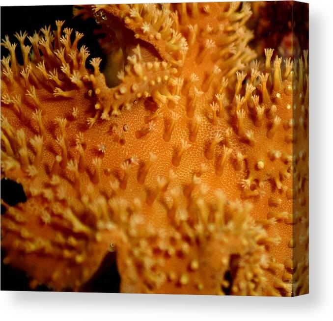 Underwater Canvas Print featuring the photograph Leather Coral by Anthony Jones