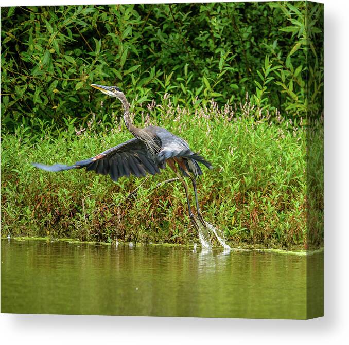 Heron Canvas Print featuring the photograph Liftoff by Jerry Cahill