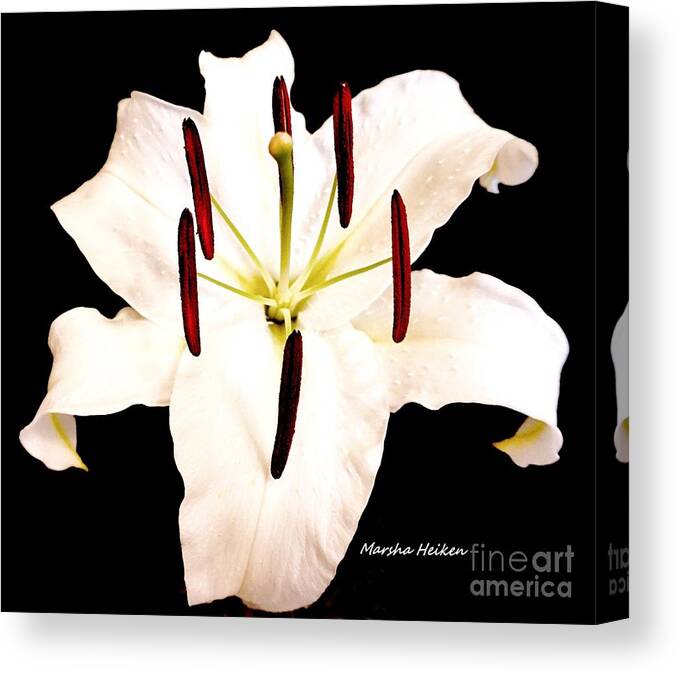 Photo Canvas Print featuring the photograph Lily On Black by Marsha Heiken