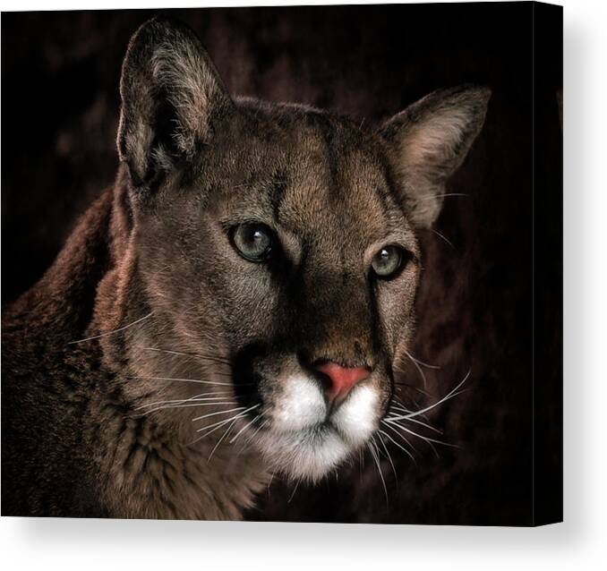 Mountain Lions Canvas Print featuring the photograph Locked Onto Prey by Elaine Malott