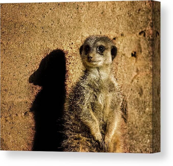 Meerkat Canvas Print featuring the photograph Me and My Shadow by Martin Newman
