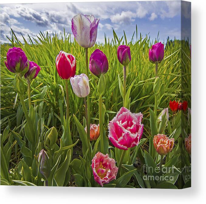 Tulips Canvas Print featuring the photograph Mixed Bag by Sonya Lang