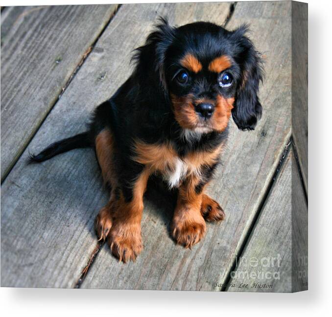 Animal Canvas Print featuring the photograph Molly the Adorable Pup by Sandra Huston