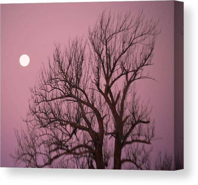 Moon Canvas Print featuring the photograph Moon and Tree by Sumoflam Photography
