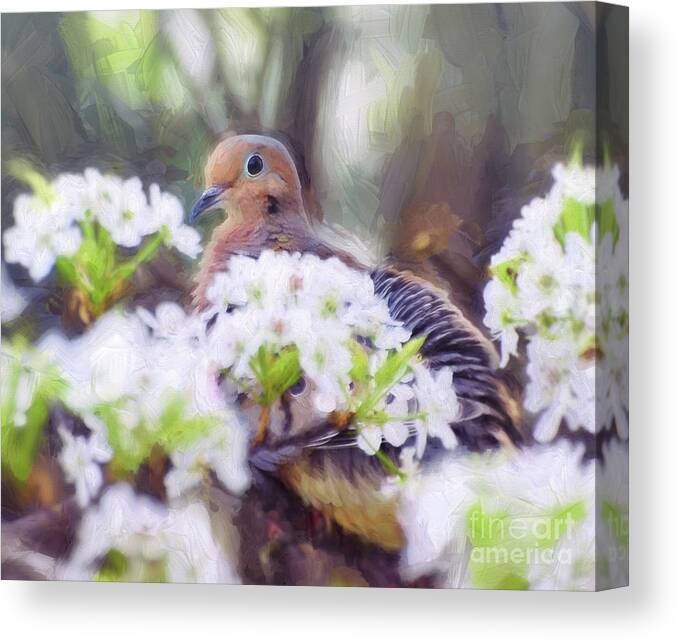Mourning Dove Canvas Print featuring the photograph Mourning Dove In Spring Blossoms by Kerri Farley