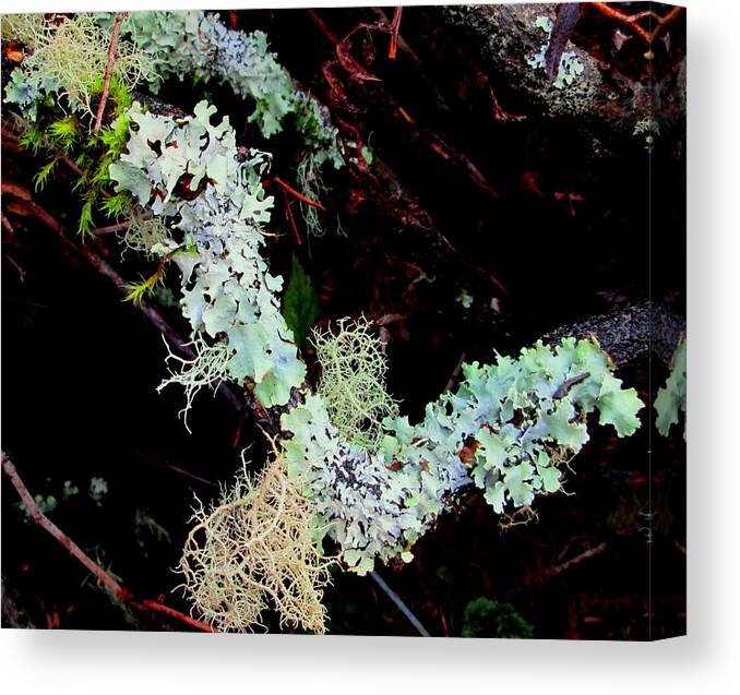 Lichen Canvas Print featuring the photograph Natural Still Life #2 by Larry Bacon