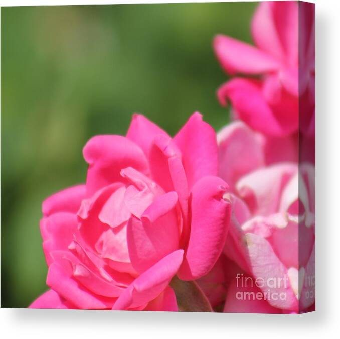 Pink Canvas Print featuring the photograph Nature's Beauty 4 by Deena Withycombe