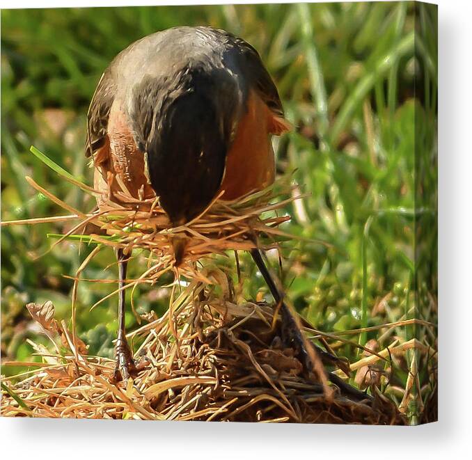 Bird Canvas Print featuring the photograph Nest building by Chuck Brown