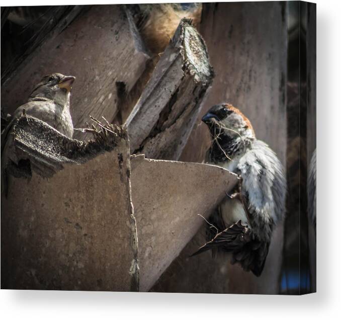 Florida Bird Canvas Print featuring the photograph Nest Building by Debra Forand
