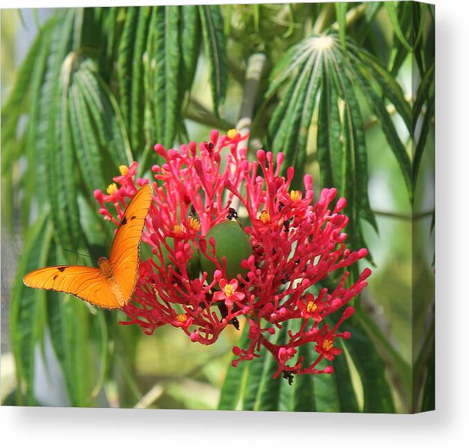 Flower Canvas Print featuring the photograph On the Wings of Butterflies by Sean Allen