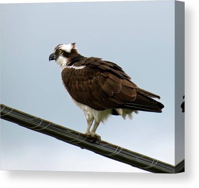 Bird Canvas Print featuring the photograph Osprey by Azthet Photography