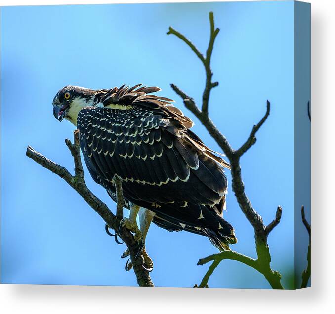 Osprey Canvas Print featuring the photograph Osprey with Sun by Jerry Cahill