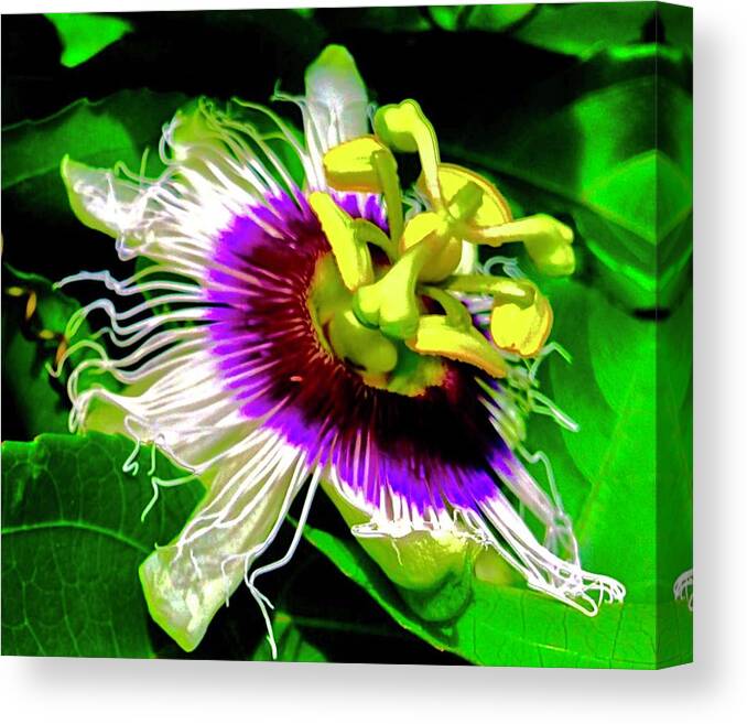 Passion Flower 3 Uplift Purple Radiating Canvas Print featuring the photograph Passion Flower 3 Uplift by Joalene Young